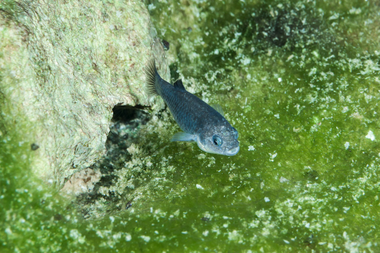 a fish swimming in water with green algae in background