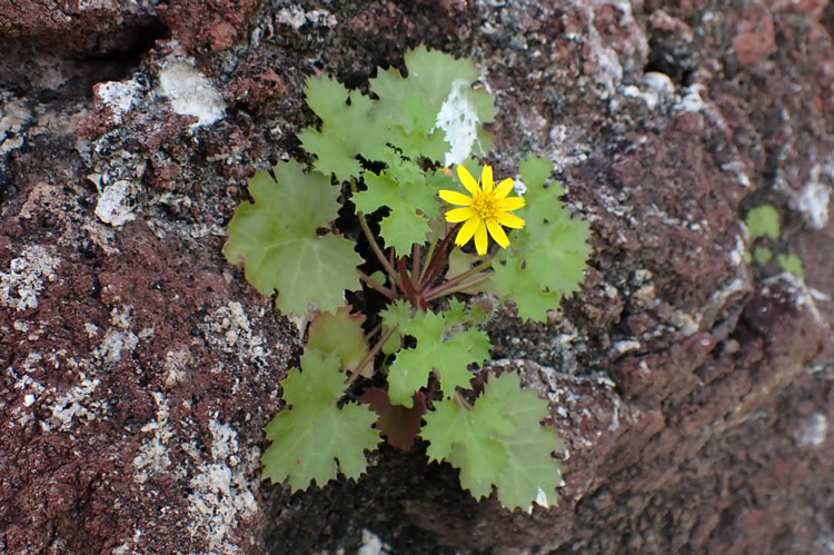 yellow daisy, green leaves on red volcanic rock