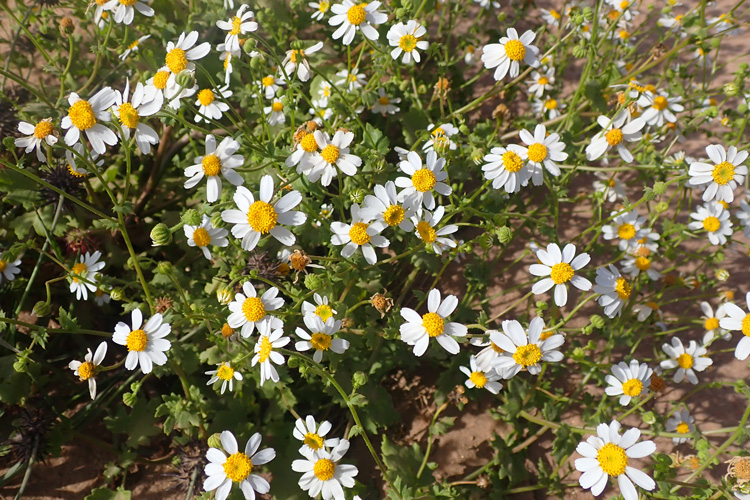 group of daisies with white petals, yellow centers