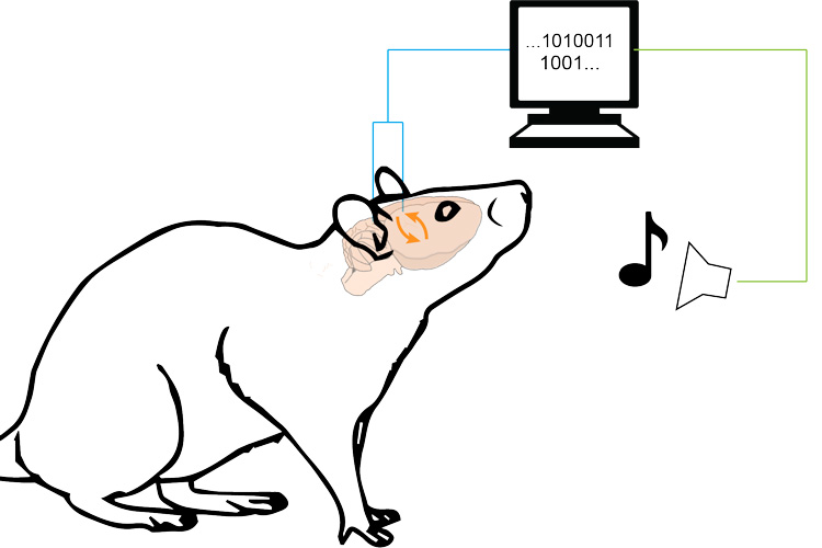 Illustration of rat generating visual feedback to a computer