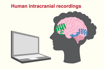 drawing of person watching laptop screen, her brain shown in pink with electrodes