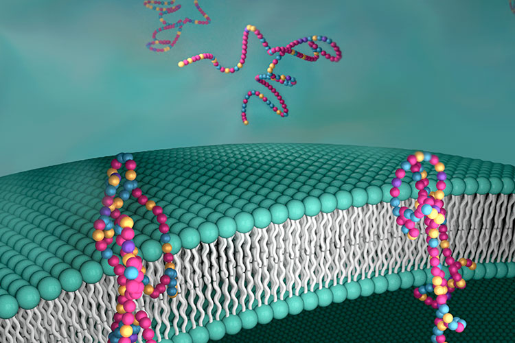 A graphic shows a zoomed in molecular membrane with two channel proteins embedded inside