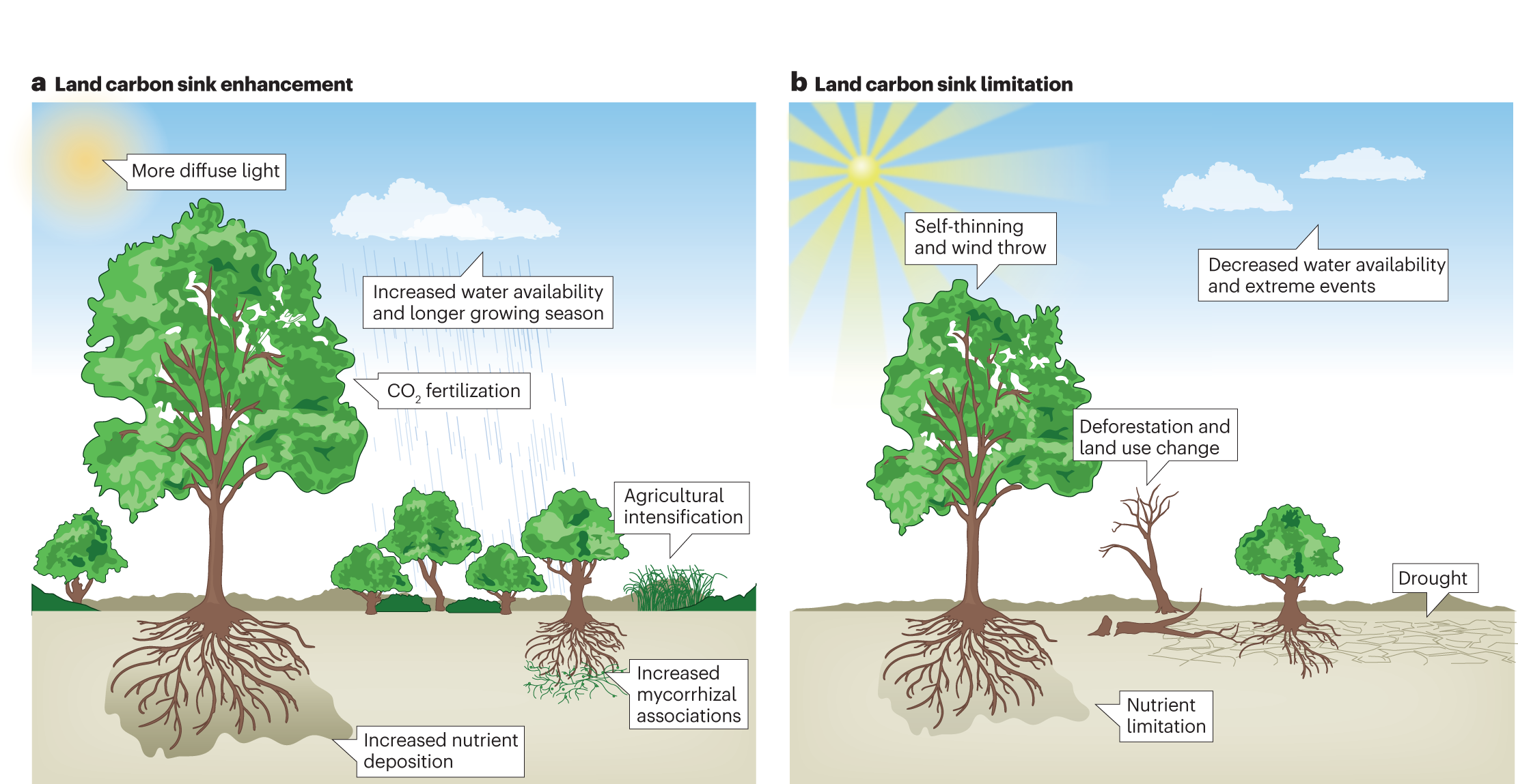 A side-by-side schematic representation of the processes enhancing the land carbon sink (left) and the processes limiting the net land carbon sink (right)