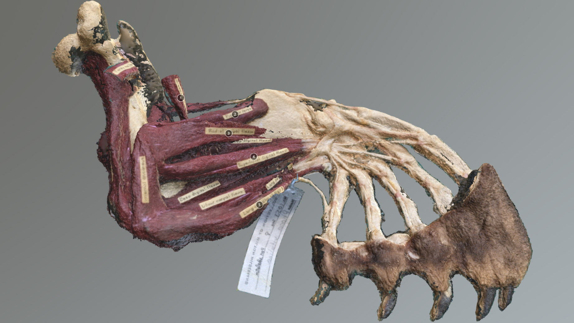 seal flipper with visible red muscles, white bones and fur and nails at tip