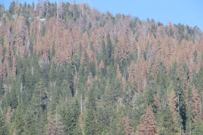 dead trees in the Sierra Nevada