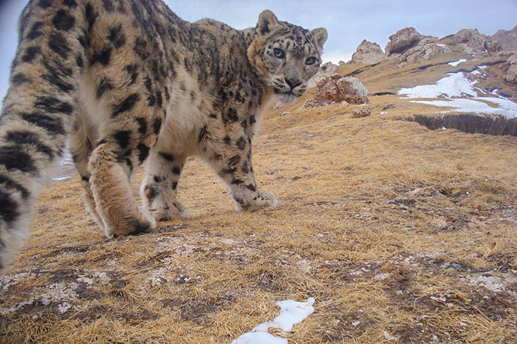A camera trap caught an image of a snow leopard in China