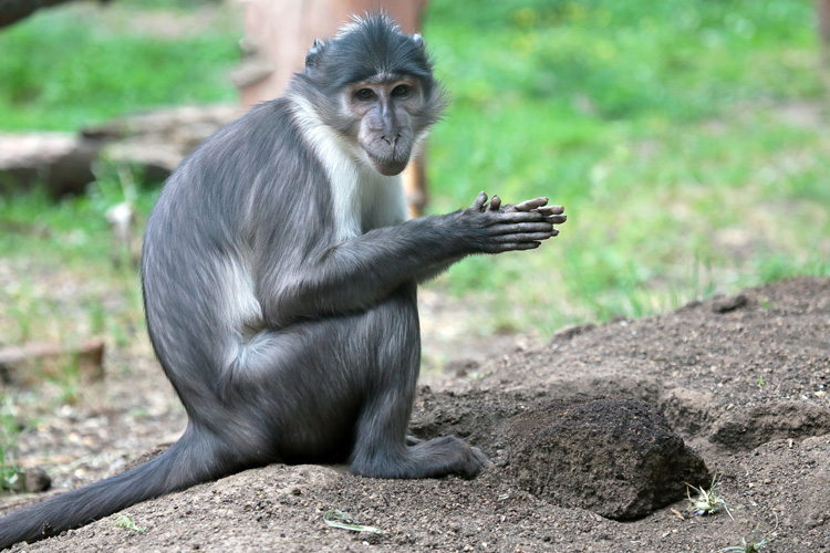 Sooty Mangabey