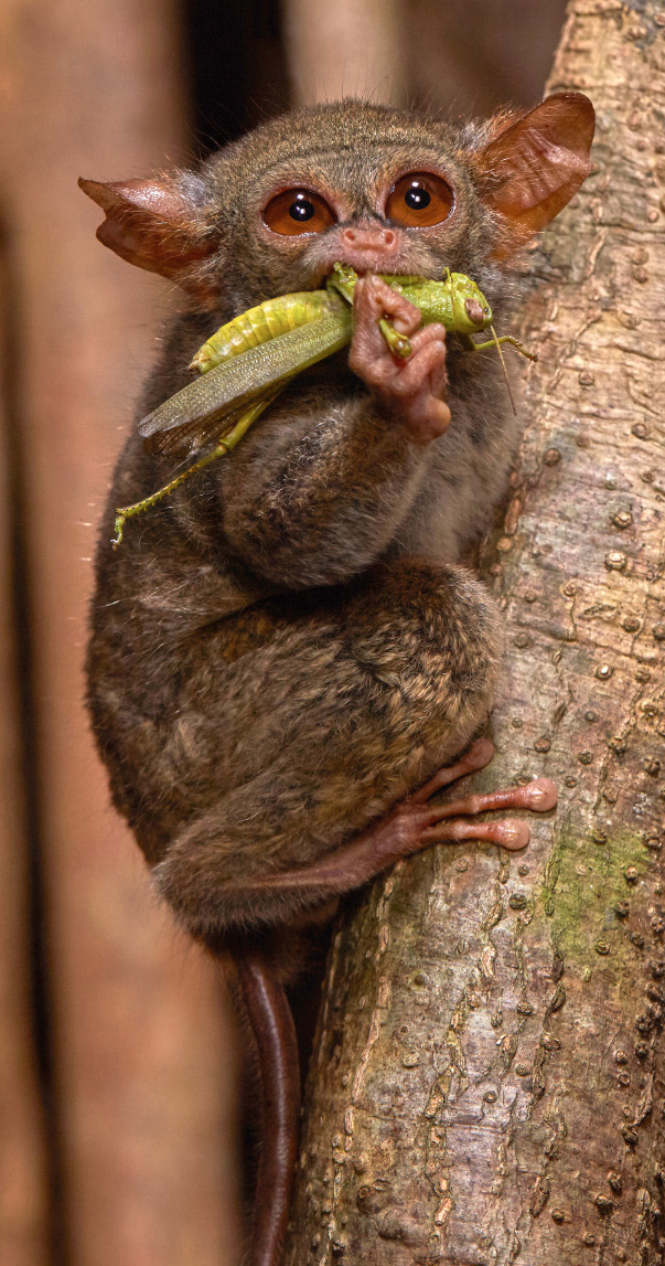 Photo of spectral tarsier munching on a grasshopper