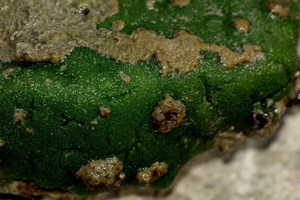 a green sponge on a rock underwater