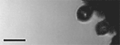 animated GIF of a fungal spore launch