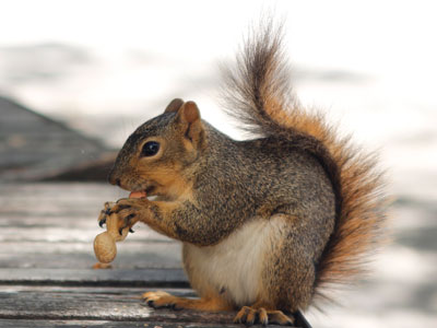 Eastern Fox Squirrel