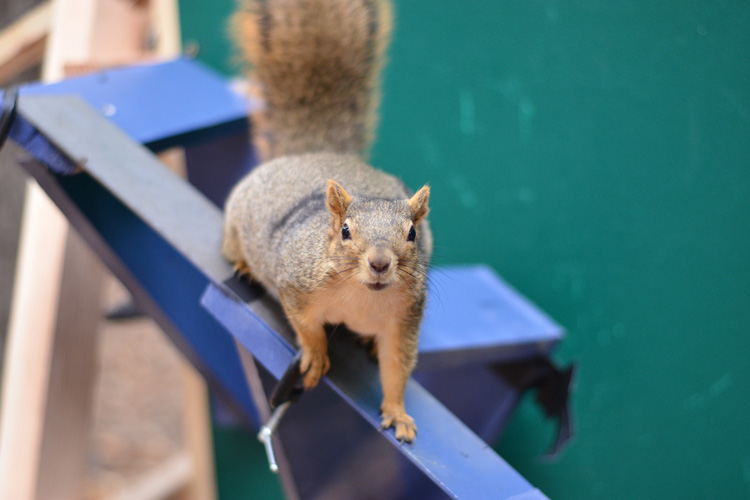 Red squirrel on apparatus