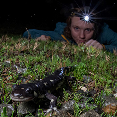 Emma Steigerwald at night with headlamp, staring at salamander in foreground