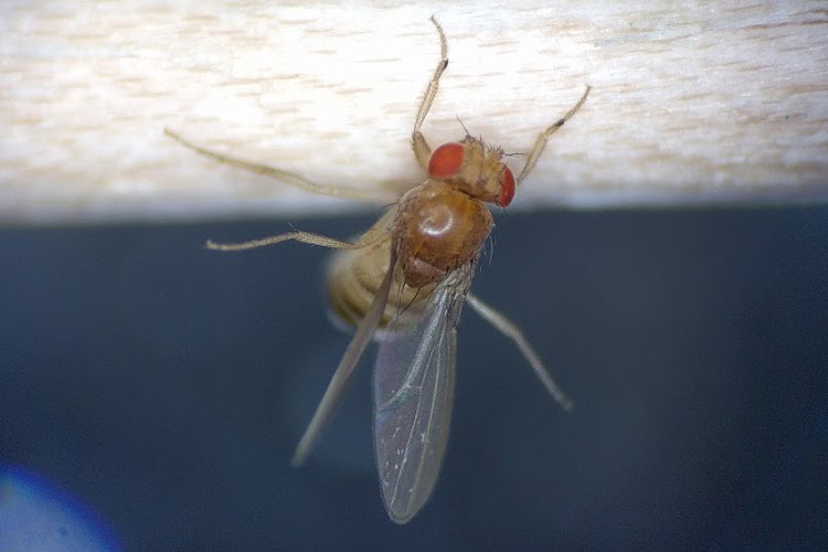 a fruit fly stuck in place by its proboscis