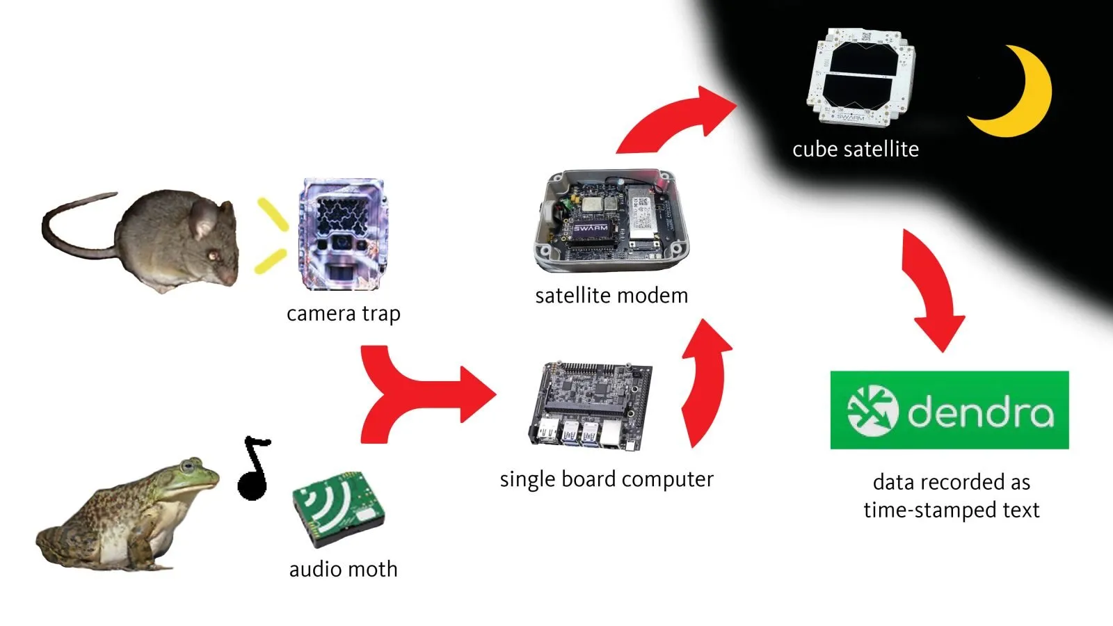 Flow diagram showing how animal sound is captured and recorded 