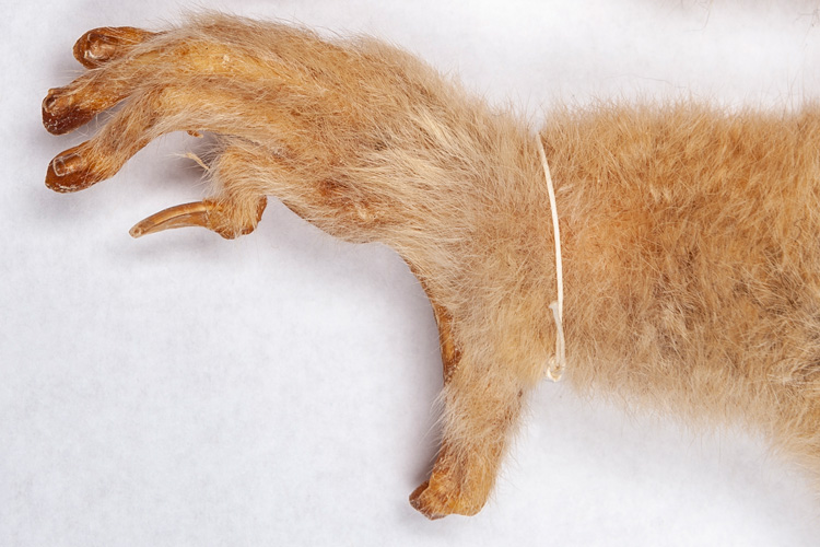 slow loris foot, showing one grooming claw