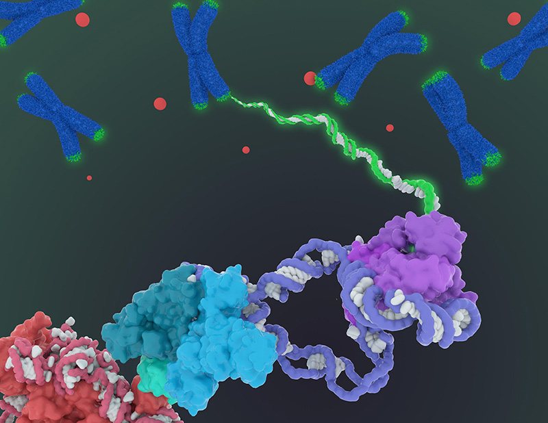 A visualization of human telomerase. Chromosomes in a blue x. Line of enzymes, the closest red, the next blue, and then purple