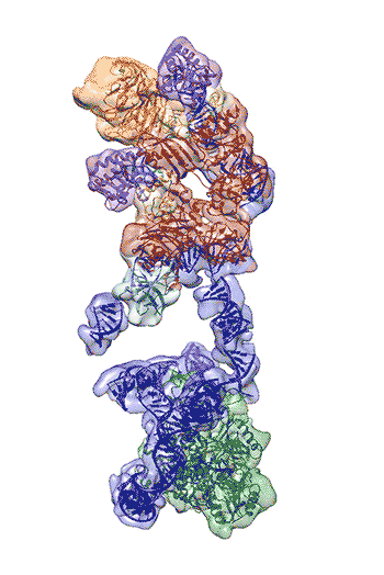 Rotating view of telomerase structure. Reverse transcriptase in green at the bottom. Associated proteins in orange and red at the top. RNA backbone in blue spreading throughout.