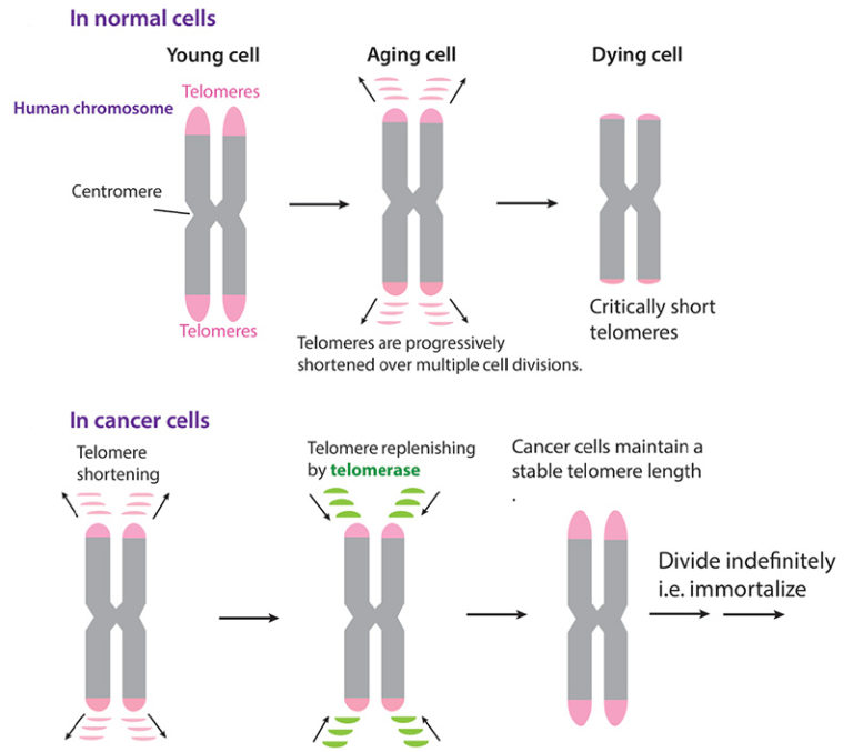 Normal cells at the top. For young cells, telomeres are longer, the aged cells have shortened telomeres at the edge. On the bottom, in cancer cells, they maintain the same telomere length as they age.
