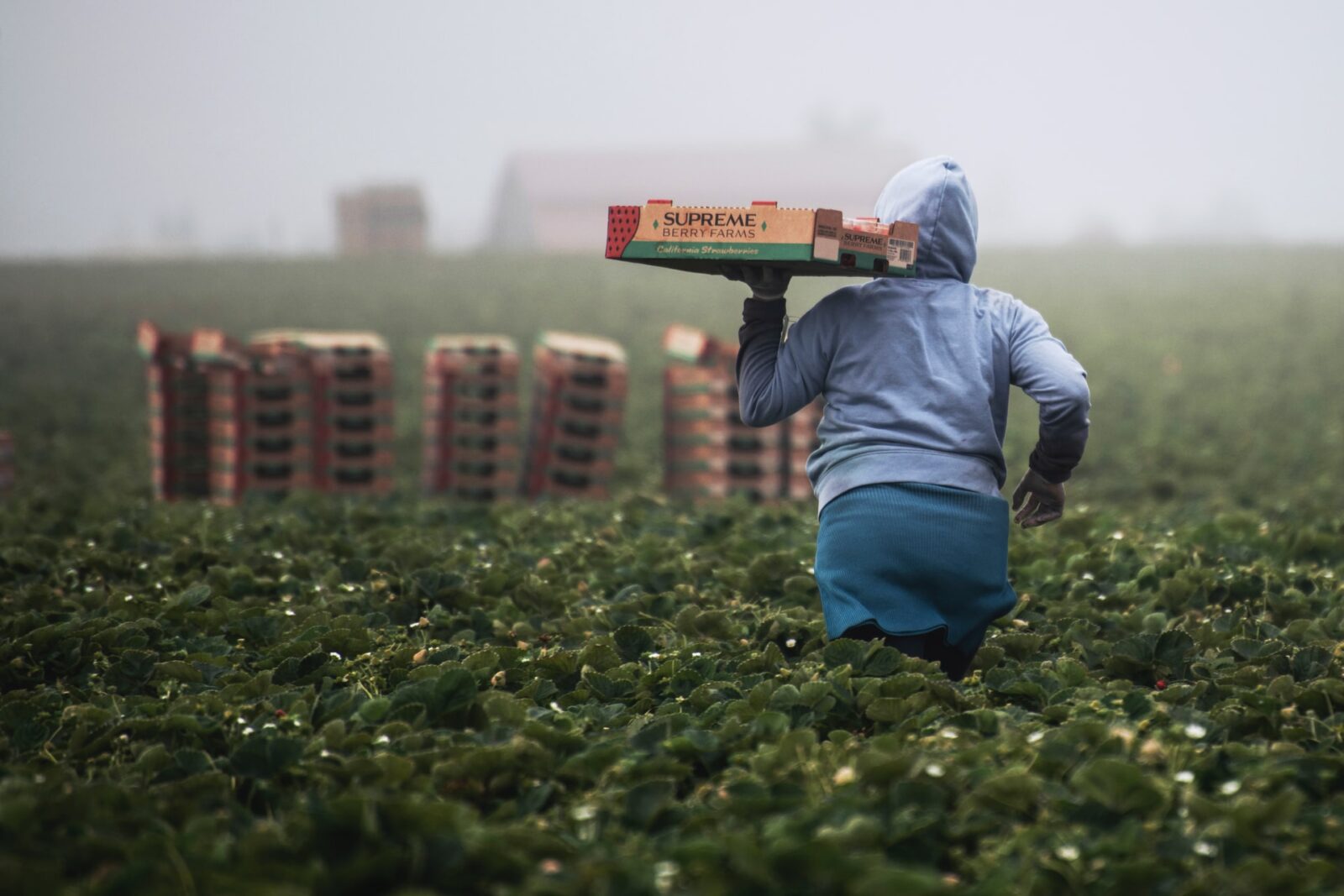 Person walking through crop with a produce box held in left hand.