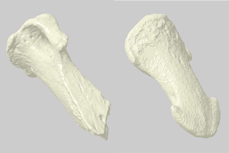 grooming claw and flat nail fingertip bones