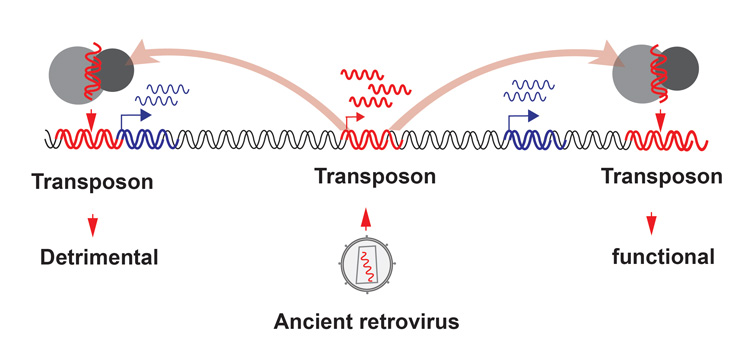 diagram of transposons in the genome showing orbs on the right an left with arrows pointing to each from the middle above a sine wave pattern. the Text reads: "transposon to detrimental, ancient retrovirus to transposon and transposon to functional"