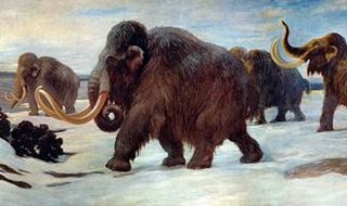 Woolly mammoths