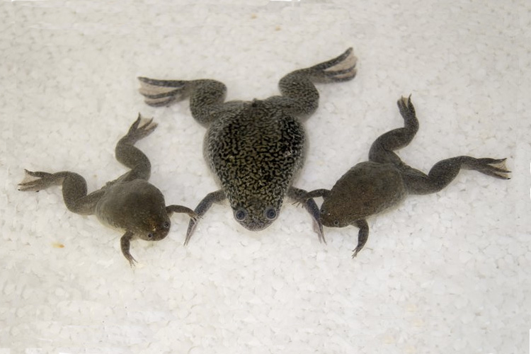Three frogs that belong to the Xenopus genus