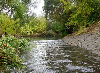 A river in a small forest.