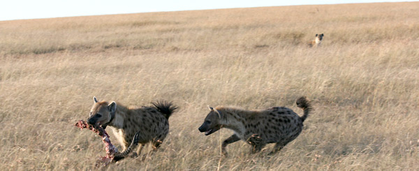 Two hyenas running in a savanna.