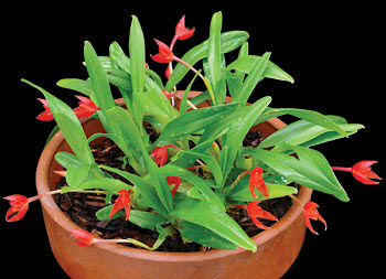 An orchid plant in a small pot with small red flowers.