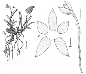 illustrated anatomy of the orchid.