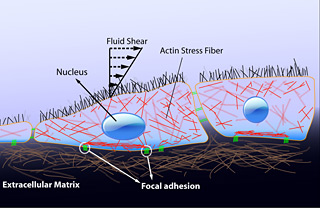 Model of how cells convert mechanical stimuli to biochemical activity.