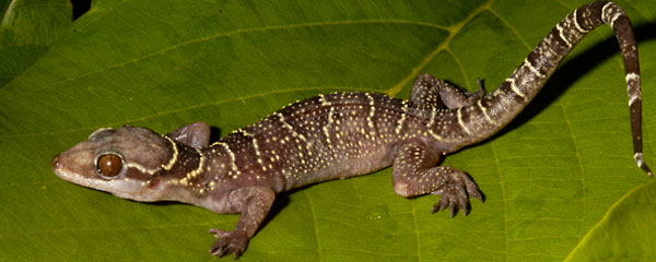 A brown gecko with yellow stripes on a leaf.