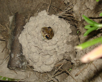 Male of Leptodactylus bufonius