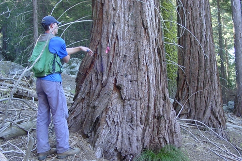 A researcher examines a Sequoia.