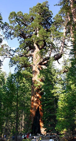 A giant Sequoia.