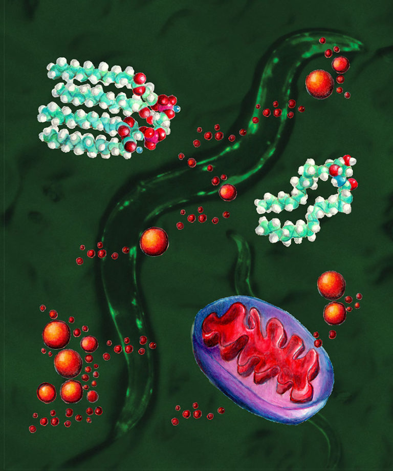 Against a background of nematode worms, this graphic depicts the stressed mitochondria (lower right, blue and red) accumulating lipid droplets (red balls) in the interior or cytosol of the cell. The molecular structure of the two key lipid components in the newly discovered signaling pathway are ceramide (right) and cardiolipin (upper left). The background image shows a picture of the nematode C. elegans with clumps of the Huntington’s aggregates (bright green because they’re tagged with green fluorescent protein) in the body wall muscle cells.