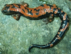 A red and black spotted salamander.