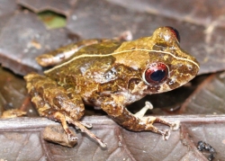 A brown frog with a yellow stripe down its back.