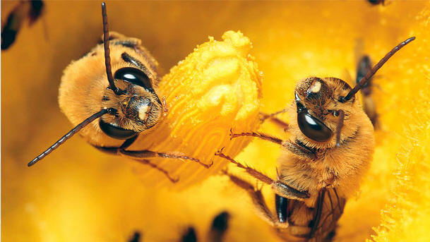 bees on a flower