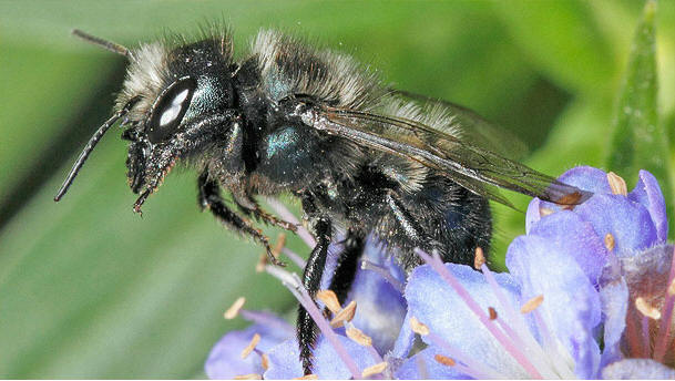 bee pollination 