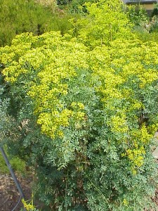 A tall weedy plant with small yellow clustered flowers.