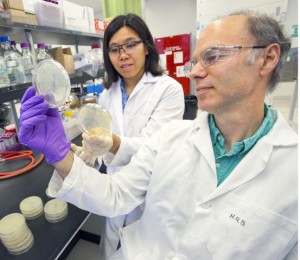 Researchers examine petri dishes.