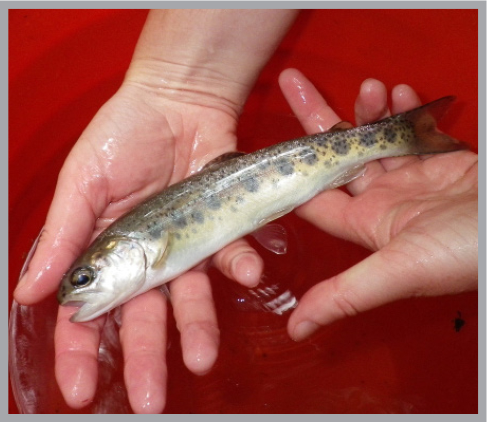 Small salmon in adult hands