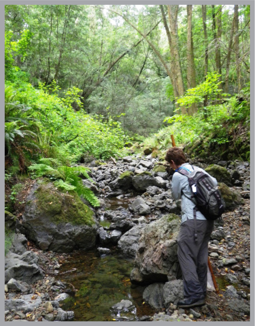 Researcher standing at stream