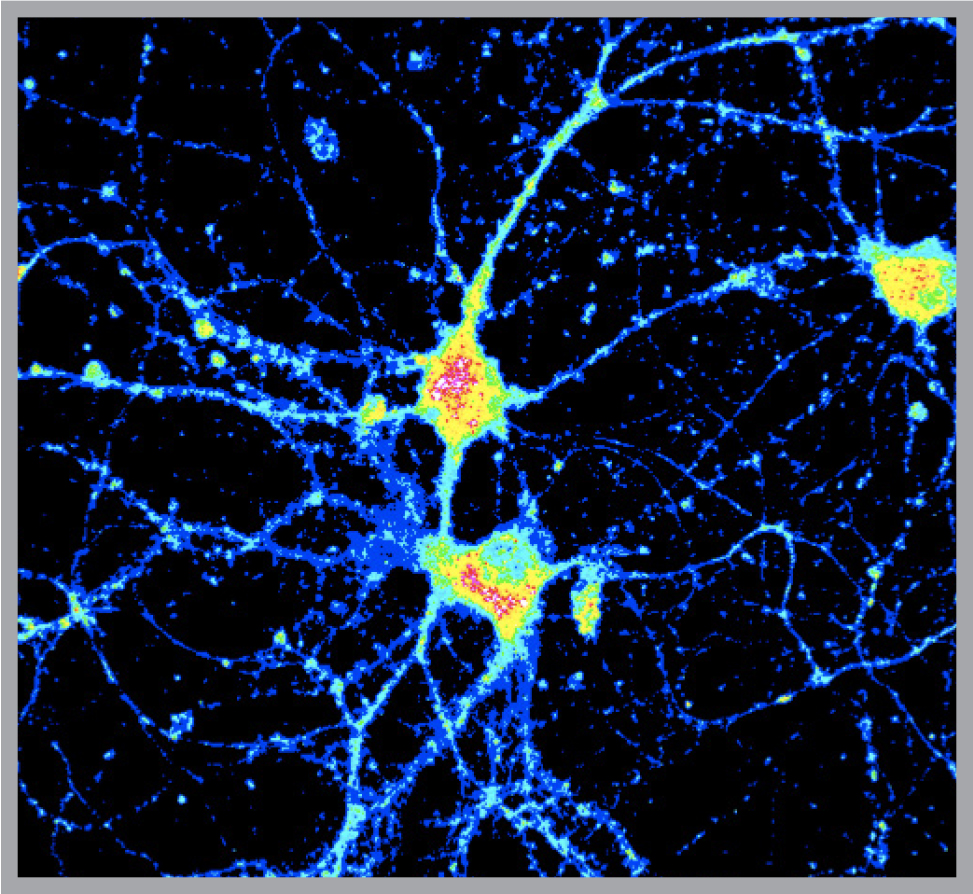 copper in stimulated brain cells