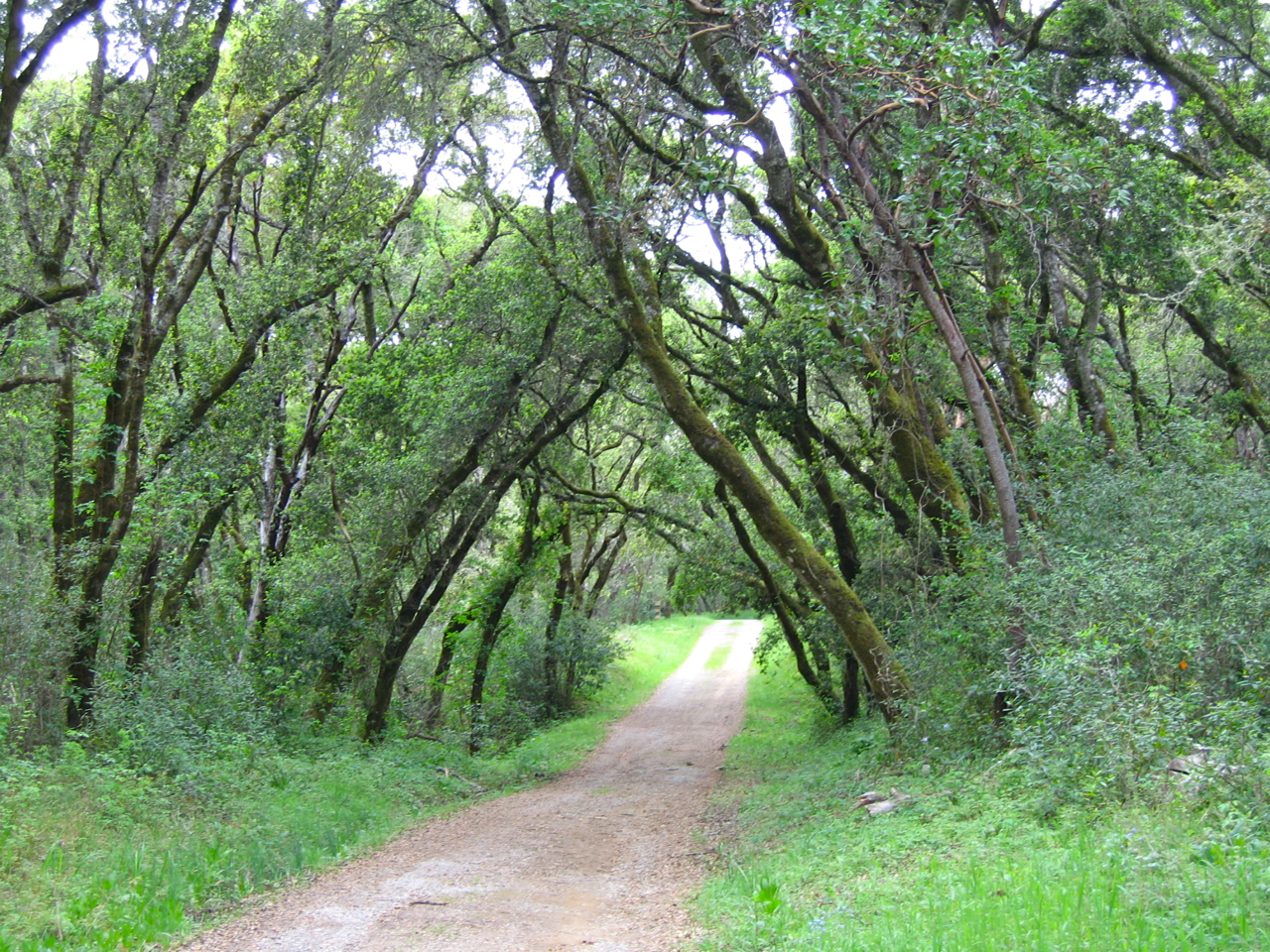 A path in the woods where trees grow together to create an arch.