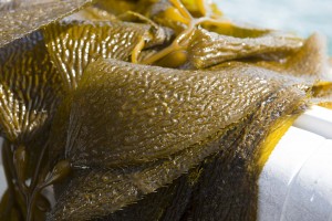 Close-up of kelp