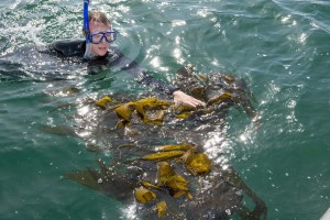 Person swimming with goggles and snorkel among kelp
